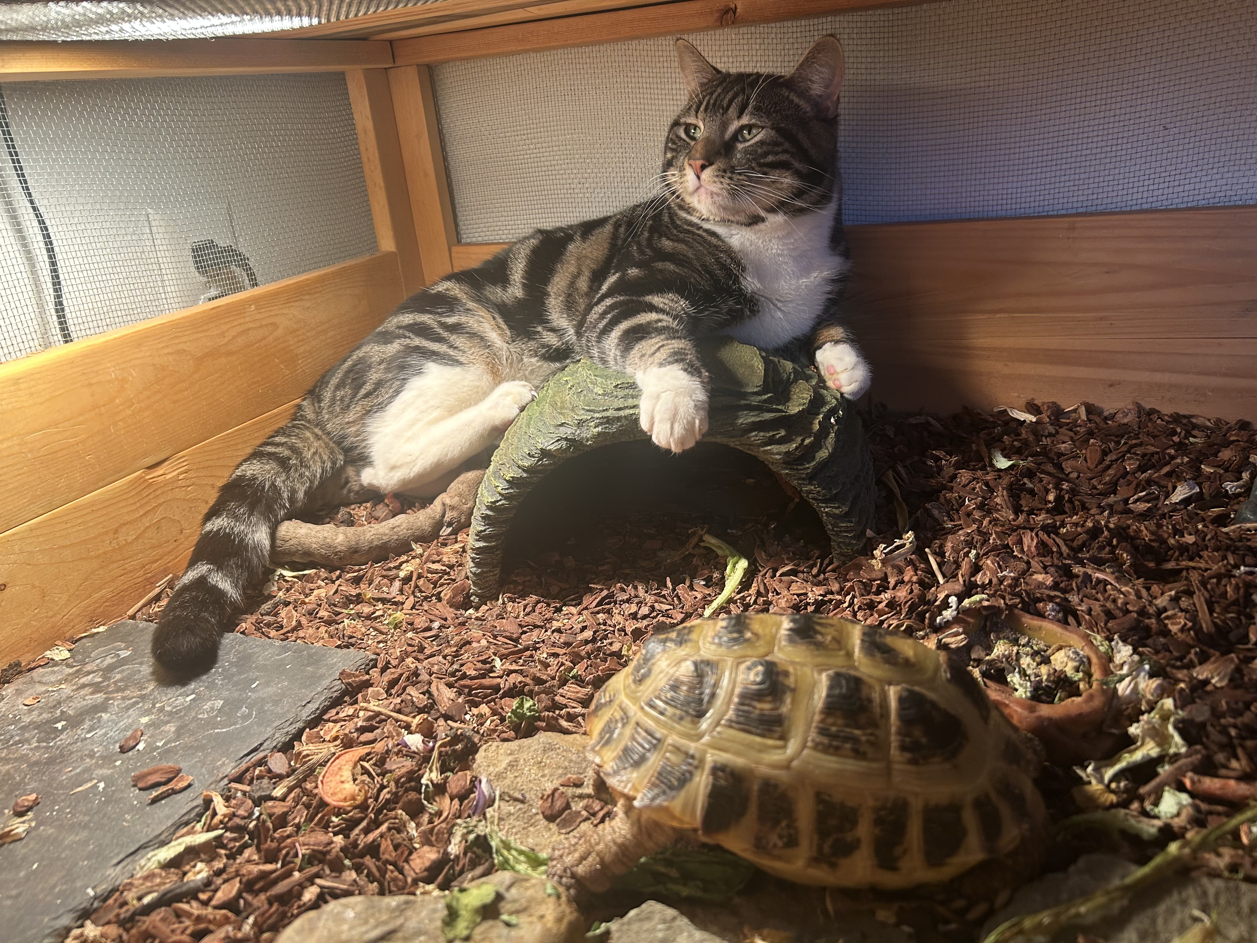 Norman the Resident Shrink Cat Chilling with a Tortoise